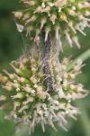 Depressaria daucella
