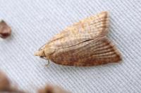 Aleimma loeflingiana