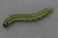 Agonopterix ciliella