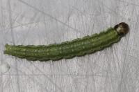 Agonopterix ciliella