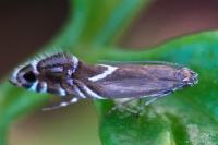 Glyphipterix