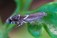 Glyphipterix
