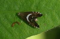 Glyphipterix simpliciella