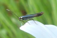 Coleophora
