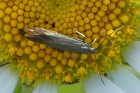 Coleophora