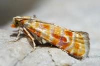 Rhyacionia buoliana