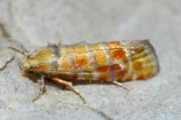 Rhyacionia buoliana