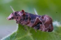 Lobesia botrana