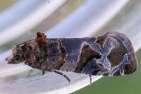 Lobesia botrana