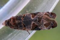 Lobesia botrana