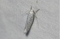 Yponomeuta evonymella