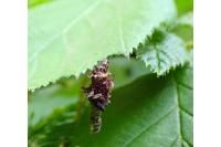 Sterrhopterix fusca