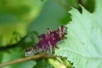 Sterrhopterix fusca