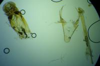Chionodes distinctella