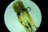 Chionodes distinctella