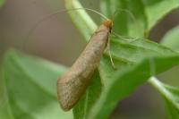 Nematopogon swammerdamella