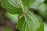 Nematopogon swammerdamella