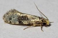 Nemapogon