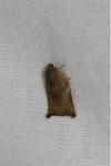 Archips podana