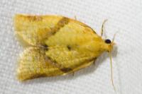Clepsis consimilana