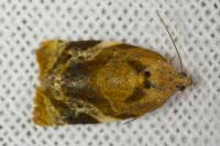 Ditula angustiorana