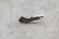Argyresthia spinosella