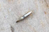 Argyresthia spinosella