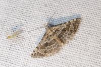 Alucita grammodactyla