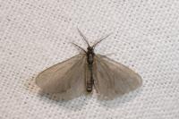 Rebelia plumella surientella