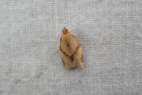 Clepsis consimilana