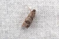 Cydia interscindana
