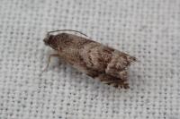 Cydia interscindana