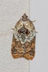 Acleris variegana