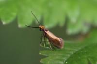 Micropterix calthella