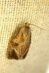 Ptycholoma lecheana
