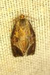 Ptycholoma lecheana