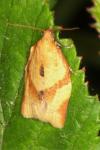 Clepsis consimilana