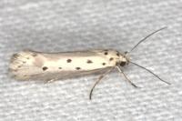 Ethmia terminella