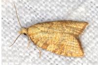Aleimma loeflingiana
