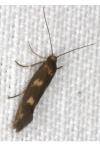 Scythris scopolella