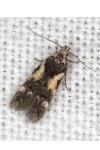 Teleiodes luculella