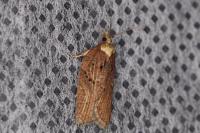 Acleris hastiana