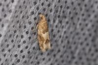 Crocidosema plebejana
