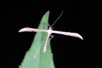 Emmelina monodactyla