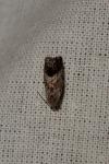 Cydia splendana