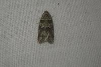 Cnephasia