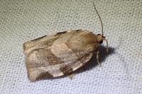 Choristoneura hebenstreitella