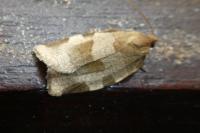Choristoneura hebenstreitella
