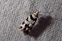 Pseudotelphusa scalella