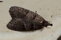 Luquetia lobella